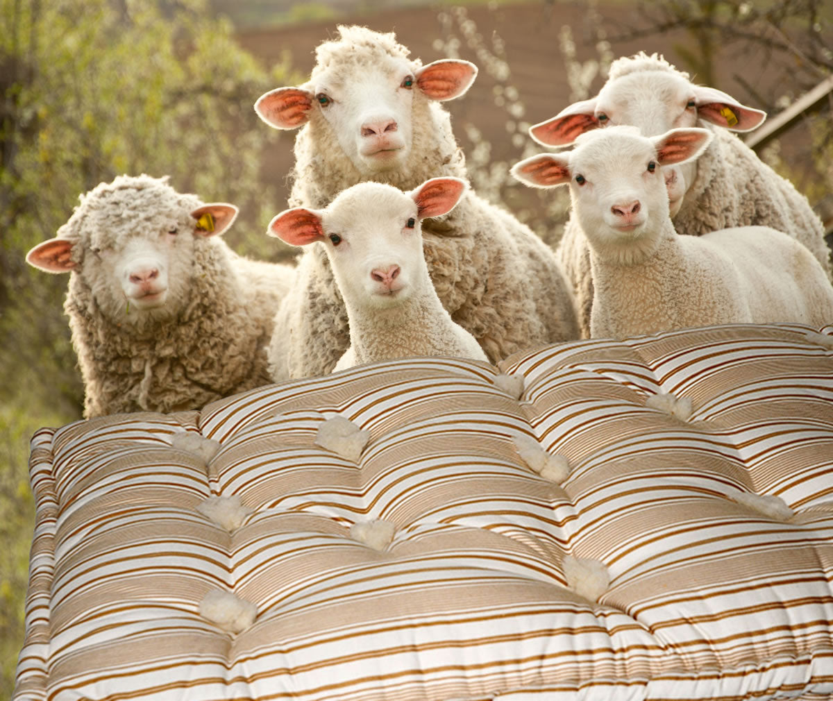 The wool of our sleep: a tradition I will never abandon