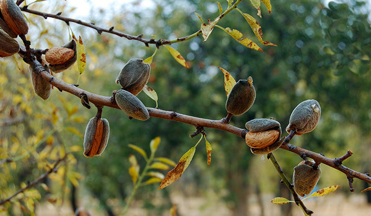 Harvesting and Cleaning Almonds
